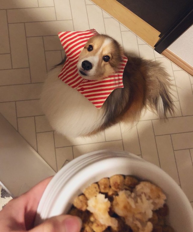 被毛の汚れを防ぐため、ごはんのときはもふもふ用ヘアバンドをつけるくぬぎちゃん（提供：しゃべる乳酸菌ちゃんさん）