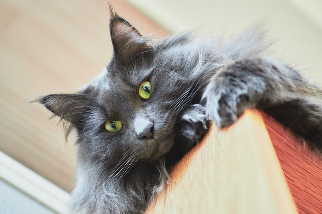 猫様に見下されて幸せでございます