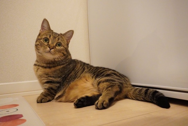 日に日にポージングが上手くなってきた