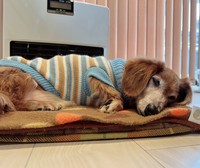 17歳のアッシュちゃん＝mikaさん（@mika_ko0904）提供