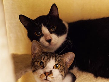 猫をながめながらカフェ飯　猫や犬の預かりもする「犬猫食堂」