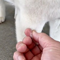 柴犬まつちゃんの毛がふわふわ…軽く引っ張ると!?（画像提供：白柴まつさん）