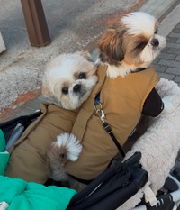 美走くん（左）と走丸くん（右）。弟より小さいものの、美走が唯一恐れるのが走丸くんだということ（飼い主さん提供） 