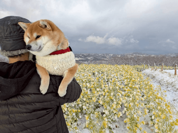 ママの手編みの服を着て散歩♡抱っこされるココちゃん（画像提供：柴犬のココとヨッシーのDIYさん）