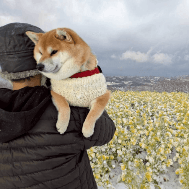 ママの手編みの服を着て散歩♡抱っこされるココちゃん（画像提供：柴犬のココとヨッシーのDIYさん）