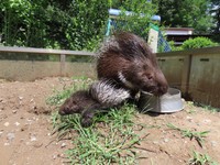 4回目の子育て当時（2022年）のチャーハンと赤ちゃんのにくまん