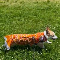 閣下もお気に入りのこいのぼり