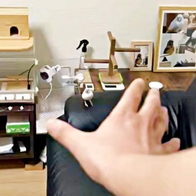 ソファの肘置きにちょこんと座るポッケくん（画像提供：白文鳥のコッコさん）