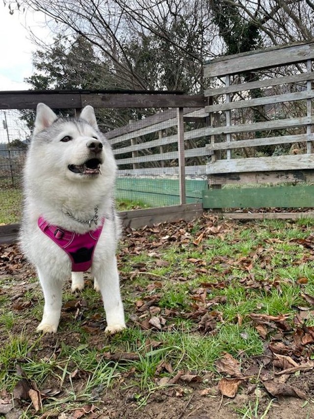 あれ？あんよが短く見えるは気のせいかな？（提供：ハマジさん）