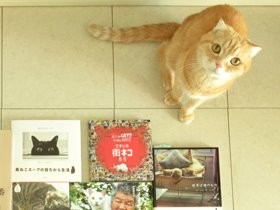 猫好き胸おどる専門書店　「神保町にゃんこ堂」は猫まみれだった