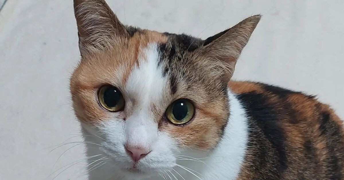 お客さん、来てるよ」と言われ玄関を開けたら座っていた 縞三毛柄の猫