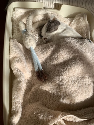 旅立った翌日、メイちゃんとかおりさんが一緒に過ごした最後の日（かおりさん提供）