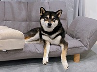 低床ソファがお気に入りになったもち吉くん（画像提供：黒柴もち吉さん）