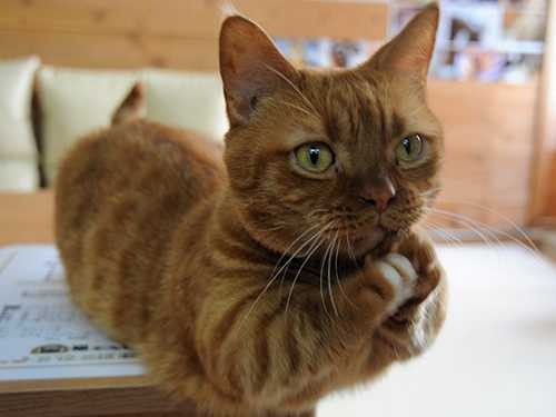 猫を大切にする猫カフェ「ちぐら」　「無理に抱っこ」は禁止