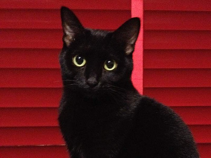 赤い背景に黒い毛が映える