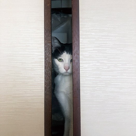 「ねこチラ」（パイ インターナショナル）より