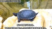 冬眠から覚めて活動再開した亀／投稿主さん提供