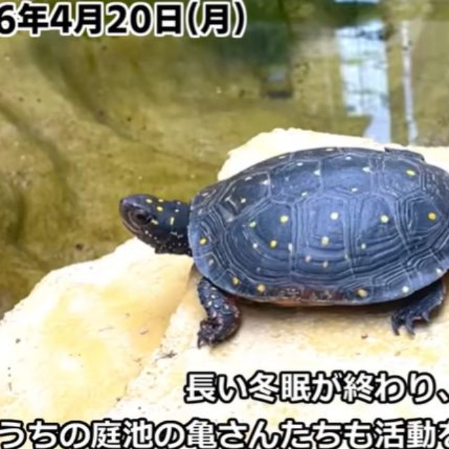 冬眠から覚めて活動再開した亀／投稿主さん提供