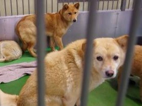 「広島県の殺処分犬を全頭引き取り」挑戦の始まり、会見で宣言