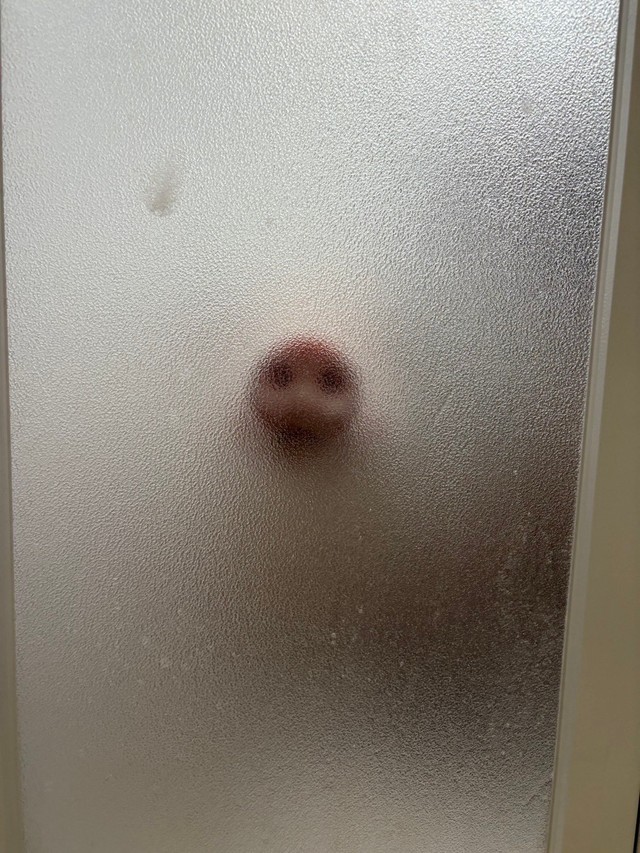 浴室からガラス越しに見えるつきみちゃんのお鼻！（提供：MicroPig_Tukimi@JAPANさん）