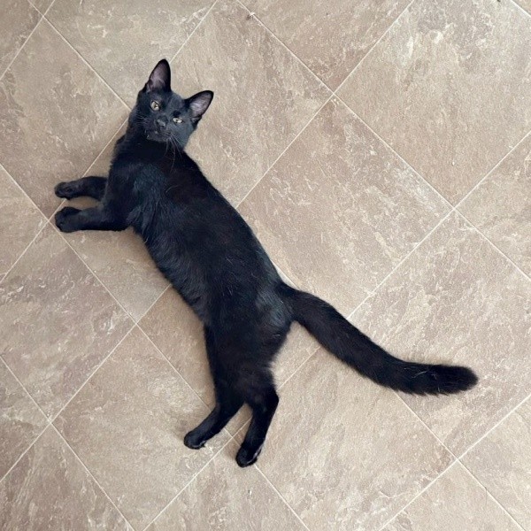 ゴローンと寝そべる乃愛ちゃん（画像提供：桃丸さん）