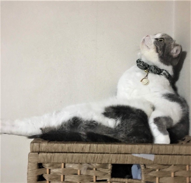 物思いにふけるコハクくん