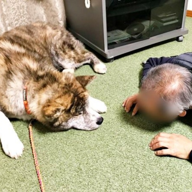 お父さんとにらめっこするさん歩くん（画像提供：ぽっぽっぽー SANPOさん）