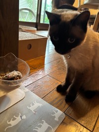 なんとなく満足そう…（コハちゃんさん提供）