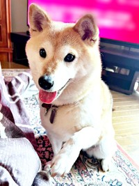 「お手」をしながら笑みを浮かべる桃ちゃん（画像提供：2代目マサイノセンシ1026（Ver1.25）さん）