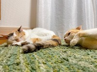 ひめちゃんとの微妙な距離。ちょいちょい触ろうとしたけど諦めたネムちゃん（右）