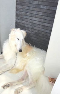 バロンくんの小屋に迷い込んでから丸一日。子猫は元気な様子を見せていた（「BARON（バロン）」くんの飼い主さん提供、Instagramよりキャプチャ撮影）