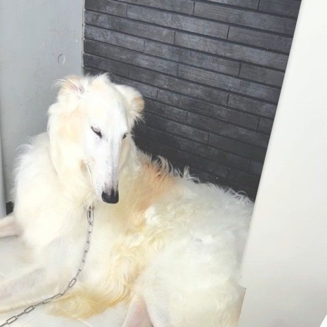 バロンくんの小屋に迷い込んでから丸一日。子猫は元気な様子を見せていた（「BARON（バロン）」くんの飼い主さん提供、Instagramよりキャプチャ撮影）