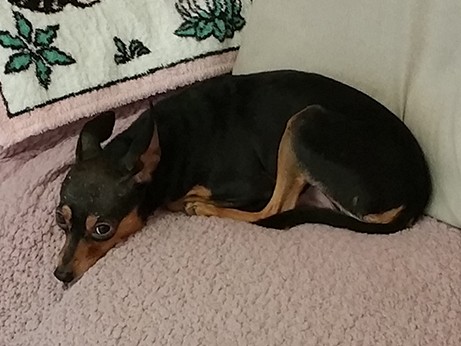 裸の季節が到来！ 保護犬ハンター、さっそく服を脱ぎました