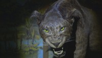 ナイトミュージアム　つやま自然のふしぎ館　津山市山下
