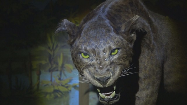 ナイトミュージアム　つやま自然のふしぎ館　津山市山下