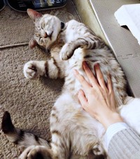 お腹を撫でられてうっとりするしじみくん（画像提供：しじみとんさん）