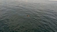 高松海上保安部提供　海を泳ぐイノシシ