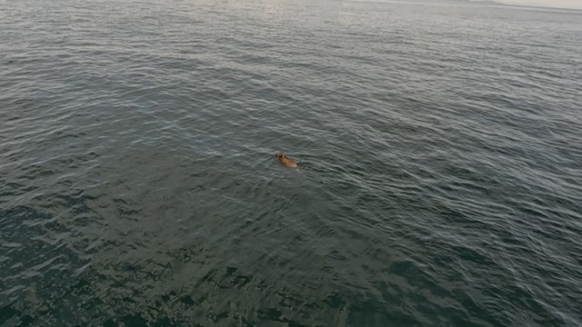 高松海上保安部提供　海を泳ぐイノシシ