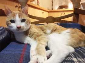 昔はネズミ退治　今は家族と幸せに暮らす保護猫「チュウ太郎」