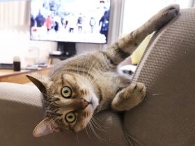 インターホンの音にダッシュで逃げる！　けれど先住猫には強気の猫「にゃんこ先生」　