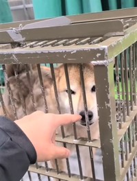 動物愛護センターから保護された柴犬の動画が話題に（安倍さん提供、Instagramよりキャプチャ撮影）