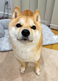 きゅるんとした瞳が愛らしいえだまめくん（画像提供：豆柴えだまめくん）