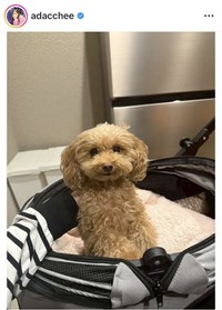 足立梨花のインスタグラム＠adaccheeより