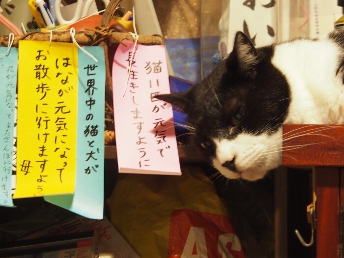 寝たきりになったはなの頭上に七夕の願いごと