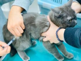 アナフィラキシーショック、発熱…　犬猫でも起こりうるワクチン接種後の副反応