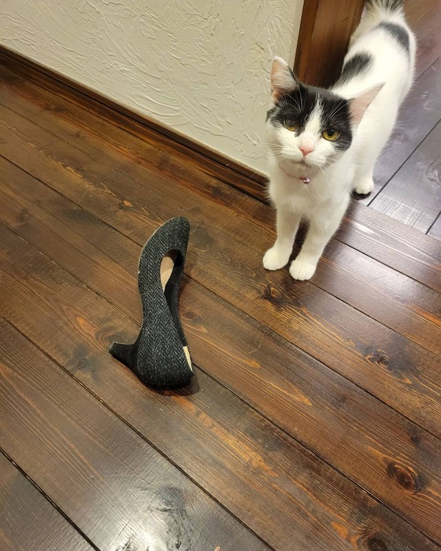 靴を持ってきてご満悦