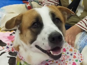 会場で待ってるね　「パナソニック保護犬猫譲渡会」に参加予定の犬（３）