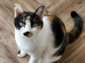 2021みつめられたいで賞　ミックス猫「なあ」