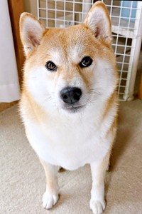「散歩って言った？」 じっと見つめるちびこちゃん（画像提供：柴犬ちびこさん）