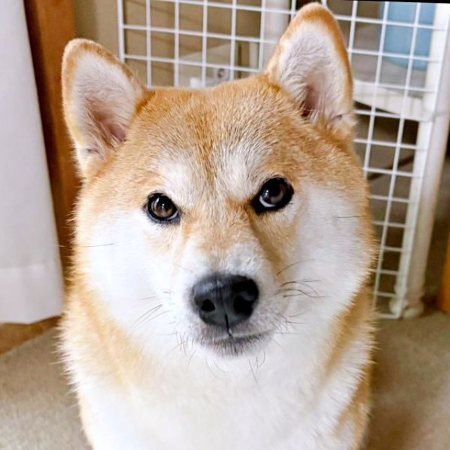 「散歩って言った？」 じっと見つめるちびこちゃん（画像提供：柴犬ちびこさん）